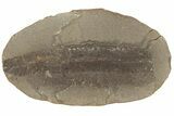 Fossil Fern (Pecopteris) Nodule Pos/Neg - Mazon Creek #184637-2